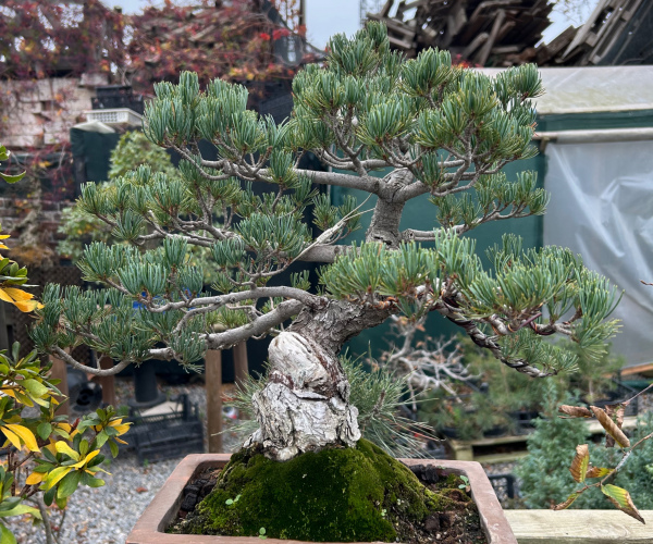 Japon Beyaz Çam Bonsai