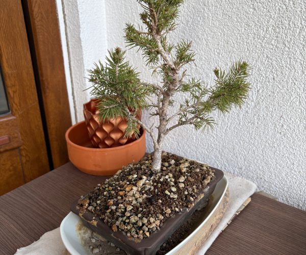 Çam Bonsai