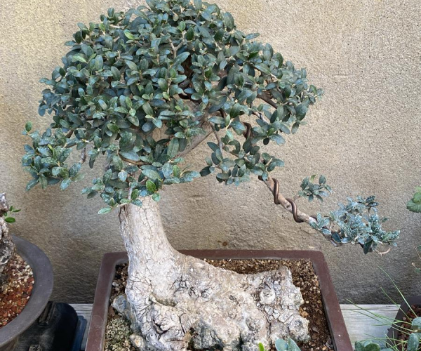 Delice Zeytin Bonsai